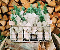 Saplings