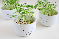 Plant cups with face