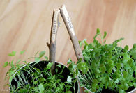 DIY Plant Markers