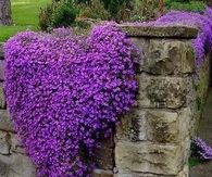 Heart Shaped Purple Flowers