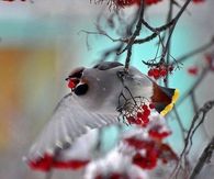 Waxwing