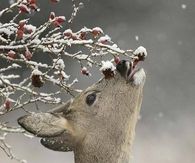 Deer eating berries