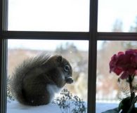 Squirrel in the window
