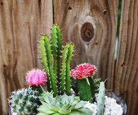 Cacti planter