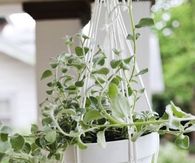 Hanging planters