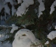 Snow Owl