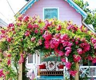 Climbing Rose Arch