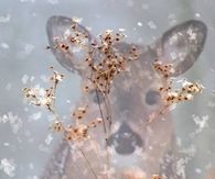 Deer Hiding