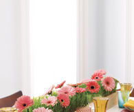 Row of Daisies