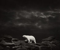 Polar bear