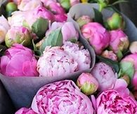 Pink Peonies
