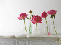 Pink Roses