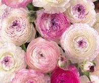 Ranunculus