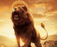 Lion King Territory!!   