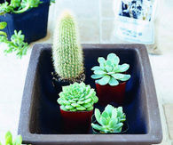 Indoor dish garden