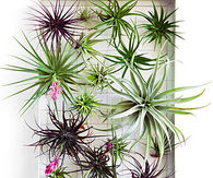 Air plants