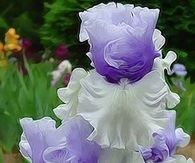 Silky Ruffled Flowers!!
