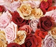 Glittered Roses