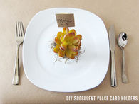 Succulent place cards