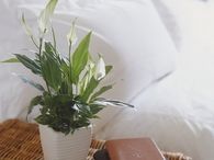 Peace lily