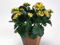 Kalanchoe