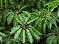 Schefflera