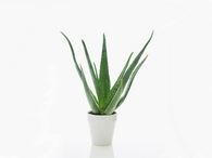 Aloe plant