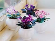 African Violets