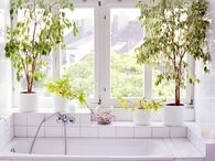 Ficus