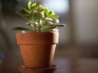 Jade plant