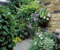 Shady garden