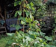 Small vegetable garden