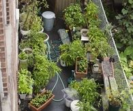 Rooftop Garden