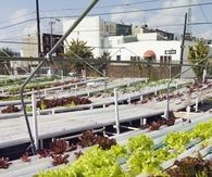 Hydroponic gardening