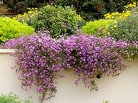 Au natural colorful garden