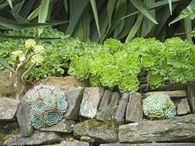 Rocky garden