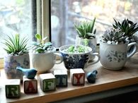 Succulent teacups