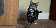 Mommy cat