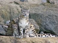 Leopards; "Incognito!!"