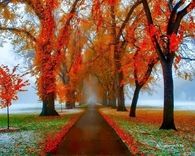 Burst Of Autumn Foliage!!