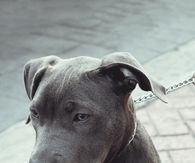 Grey Pit Bull 