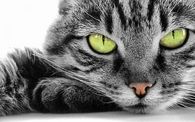 Green cat eyes