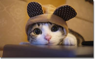 Cute kitty hat