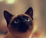 Sweet siamese cat