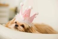 Princess puppy