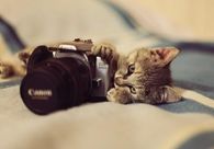 Camera cat
