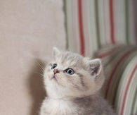 Sweet Kitty