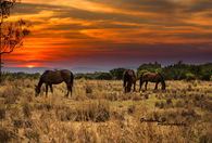 Grazing horses