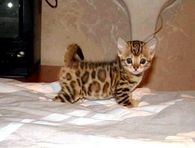 Leopard Kitty!!