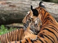 A Mother's Love Is 1 Of A Kind!!